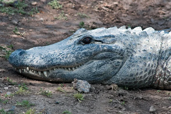 Crocodile vivant. Tête, gros plan . — Photo