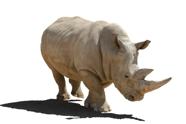 Rhinoceros with a shade, isolation on a white background. — Stock Photo, Image