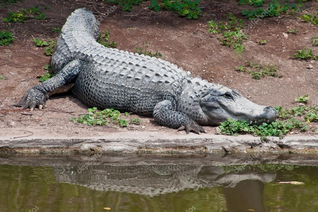 47 026 Crocodile Stock Photos Images Download Crocodile Pictures On Depositphotos 47 026 Crocodile Stock Photos Images Download Crocodile Pictures On Depositphotos