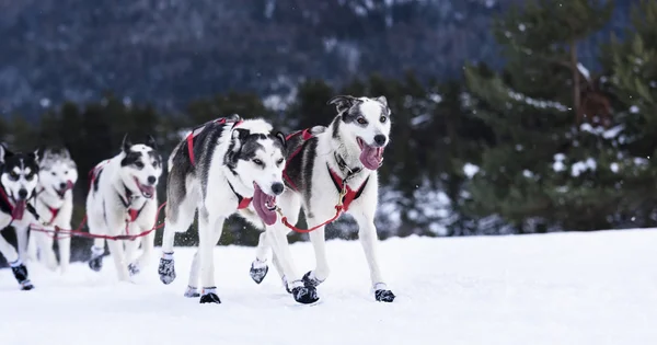 Sledge dogs in speed racing — Stock Photo, Image