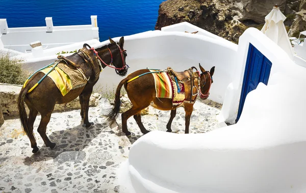 In the streets of Oia — Stock Photo, Image