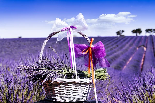 Lavender spirit, a lavender field and a basket — Stock Photo, Image