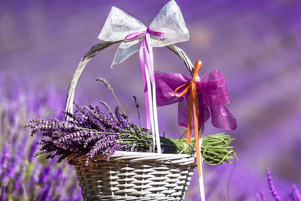 Lavender spirit and basket in the fied — Stock Photo, Image