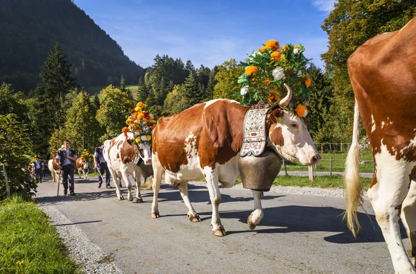 Acara transhumance dalam Charmey — Stok Foto