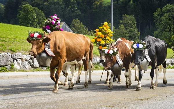 Transhumance event in Charmey — Stock Photo, Image