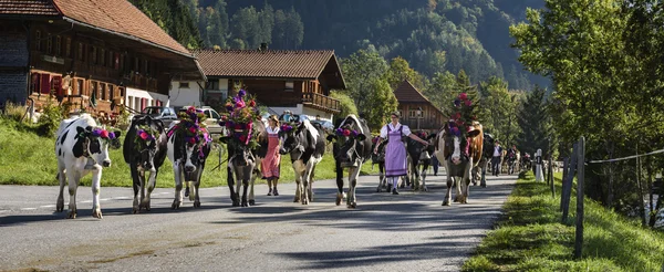 Événement de transhumance à Charmey — Photo