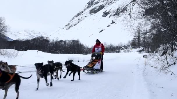 Grande Odyssee mushers race — Stockvideo
