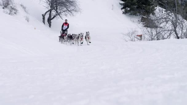 Grande Odyssee mushers αγώνα — Αρχείο Βίντεο