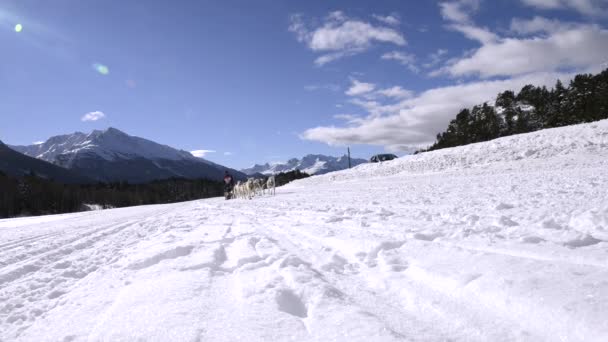 Grande Odyssee mushers race — Stockvideo