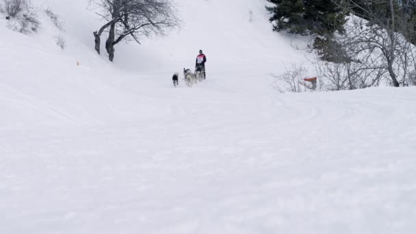 Grande Odyssee mushers αγώνα — Αρχείο Βίντεο