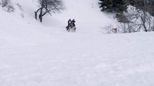 Grande Odyssee bröstlappar race — Stockvideo