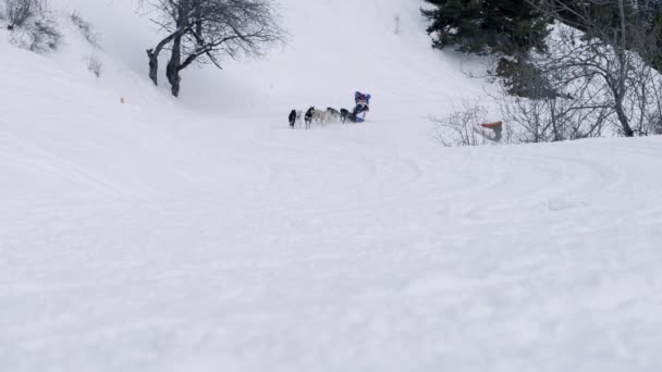 Grande Odyssee mushers race — Stock Video