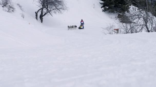 Grande Odyssee mushers race — Stockvideo