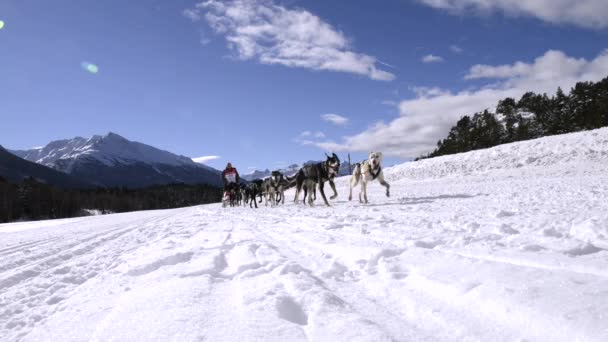 Grande Odyssee mushers race — Stockvideo