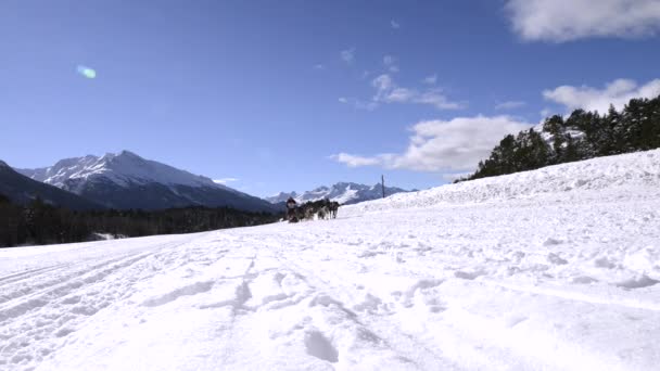 Grande Odyssee musherů závod — Stock video