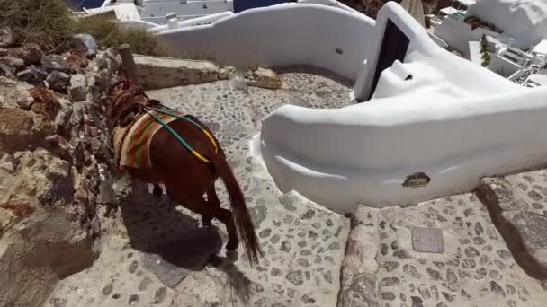 Burros en Oia, Santorini, Grecia — Vídeo de stock