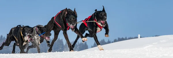 sportive dog team is running in the snow