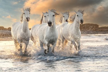 Suda koşan beyaz at sürüsü. Fotoğraf: Camargue, Fransa.