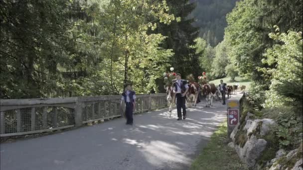 Charmey Fribourg Zwitserland September 2019 Landbouwers Met Een Kudde Koeien — Stockvideo
