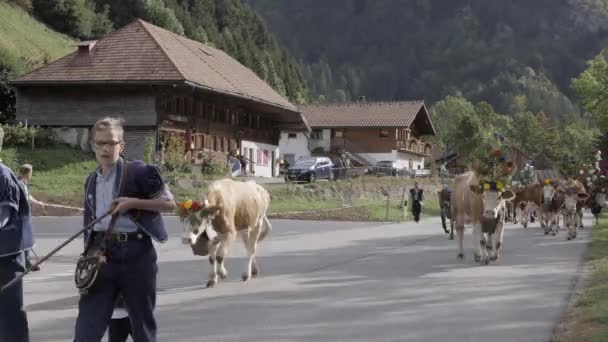 Charmey Fribourg Switzerland September 2019 Farmers Herd Cows Annual Transhumance — 图库视频影像