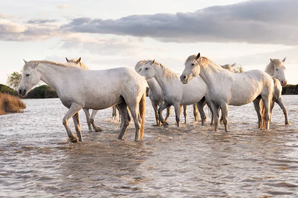 Stado Białych Koni Biegnących Przez Wodę Zdjęcie Zrobione Camargue Francja — Zdjęcie stockowe