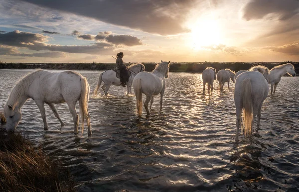 Camargue Francia Aprile 2019 Cavalli Bianchi Due Guardiani Camminano Acqua — Foto Stock