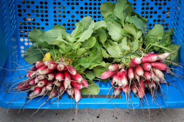 picking radishes in a collection box following market gardening