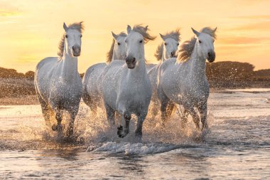 Suda koşan beyaz at sürüsü. Fotoğraf: Camargue, Fransa.
