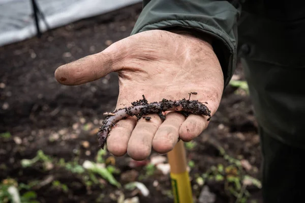 Farmer Hand Showing Earthworm — Stock Photo, Image