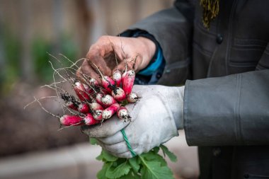 the hand of an urban market gardener has just picked up a bunch of radishes in a micro-farm in the center of the city of Lyon