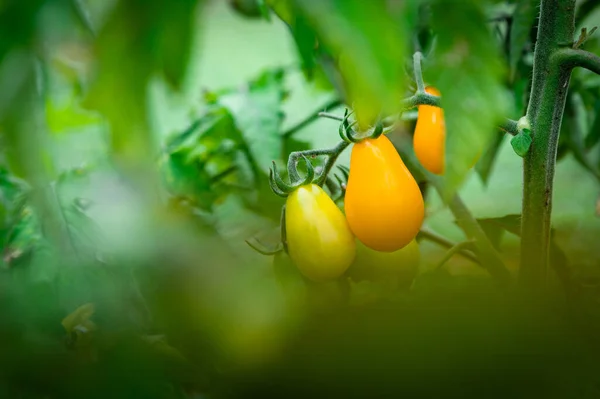 Plan Tomates Cerises Tomates Jaunes Dans Jardin Été — Photo