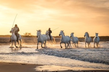 Camargue, Fransa, 28 Nisan 2019: Beyaz atlar ve iki muhafız Fransa 'nın Camargue kentindeki bataklıkta yürüyorlar