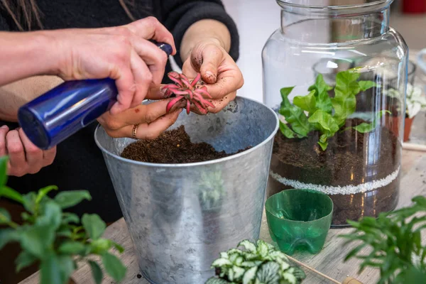 Schönes Terrarium Mit Pflanzen Blumenladen — Stockfoto