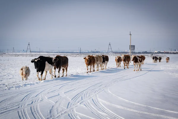 Скачать картинки Коровы зимой, стоковые фото Коровы зимой в хорошем  качестве | DepositPhotos