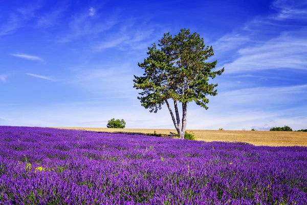 LAVENDER NO SUL DA FRANÇA — Fotografia de Stock