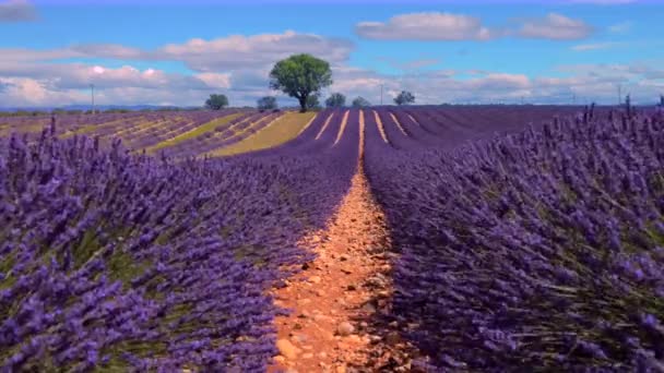 LAVENDER IN SOUTH OF FRANCE — Stock Video