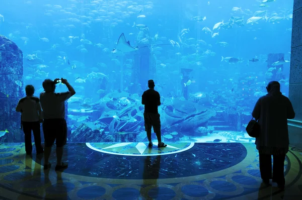 Большой аквариум — стоковое фото