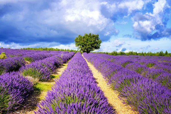 Lavendel i södra Frankrike — Stockfoto