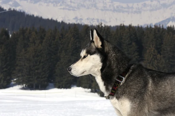 Sportiga hundar — Stockfoto