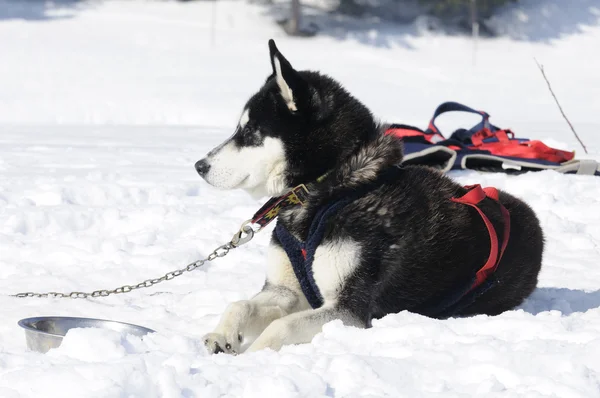 Sportive dogs — Stock Photo, Image