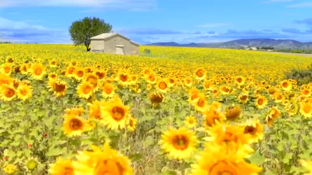 Campo de girasol sobre cielo azul nublado — Vídeos de Stock