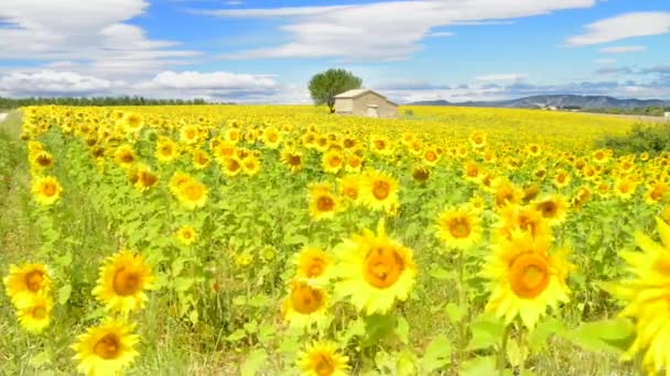 Campo di girasole sopra cielo blu nuvoloso — Video Stock