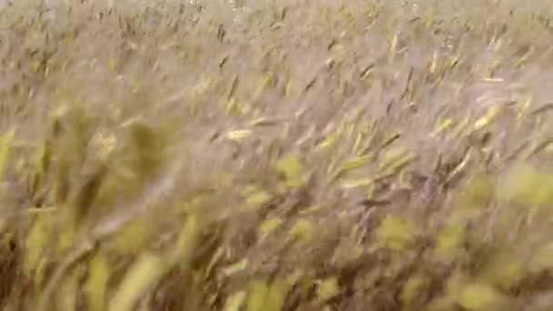 Вуха пшениці, що ширяють у вітрі на заході сонця — стокове відео