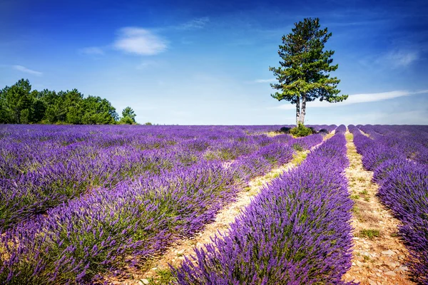 Lavendel i södra Frankrike — Stockfoto