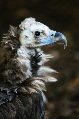 Griffon akbabasının portresi