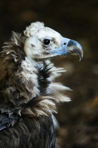 Portrait of Griffon vulture — Stock Photo, Image