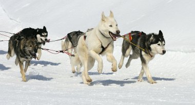 Sportif köpekler