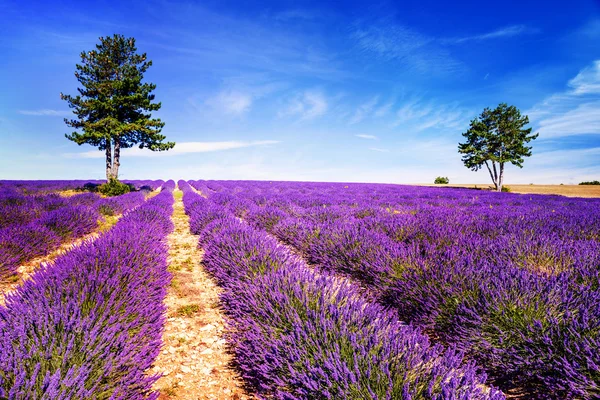 LAVENDER NO SUL DA FRANÇA — Fotografia de Stock