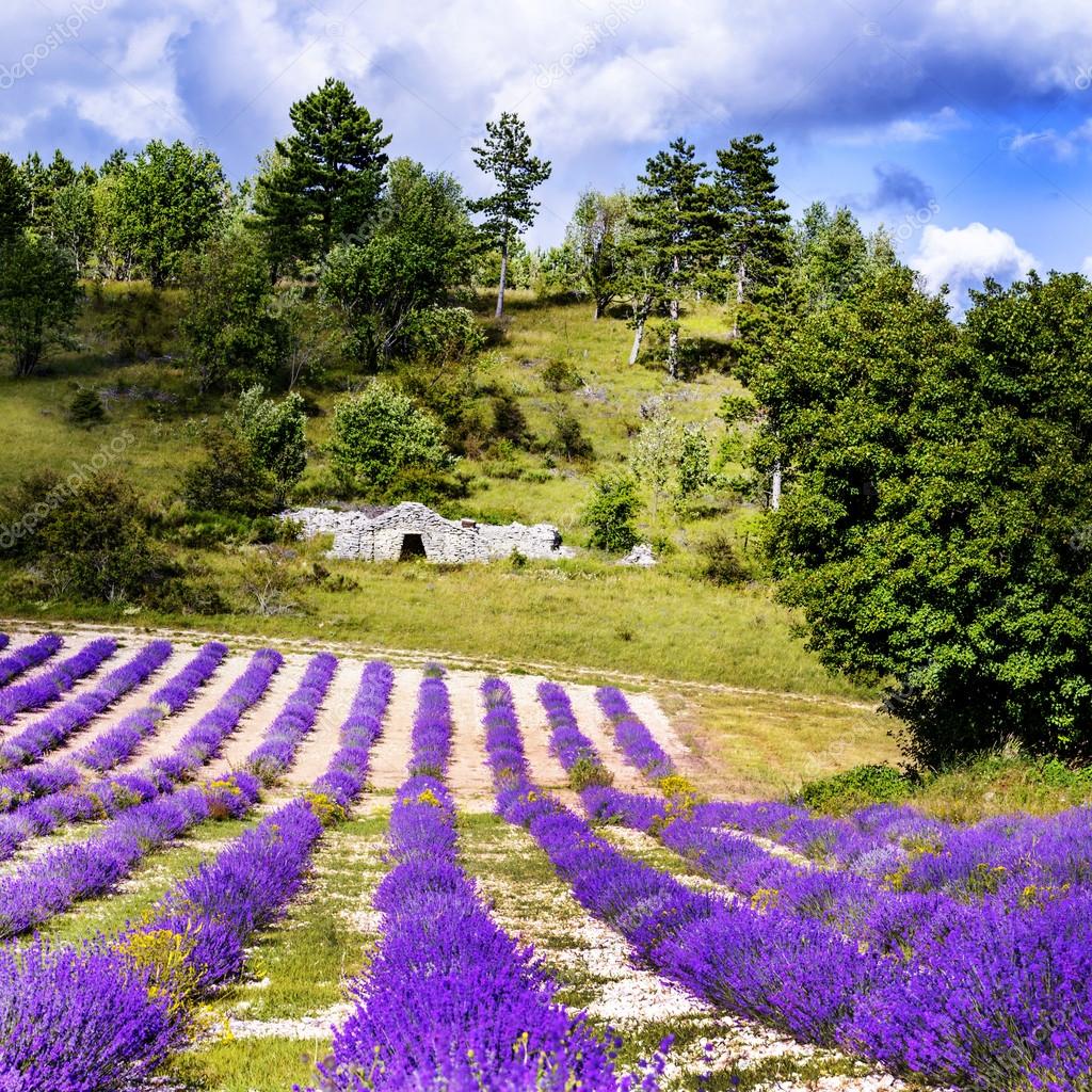 Güney Fransa içinde lavanta | Stok fotoğrafçılık ©ventdusud | Telifsiz