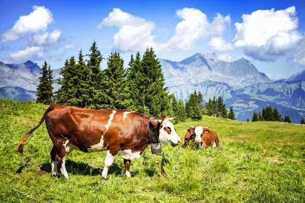 Alpské krávy — Stock fotografie